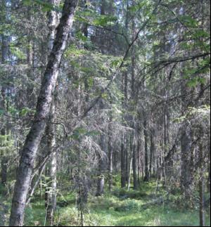 Companies partner for green paper drive