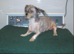Kennels grateful for dryer