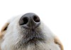 dog1