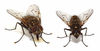 Warehouse blamed for rancid odour and infestation